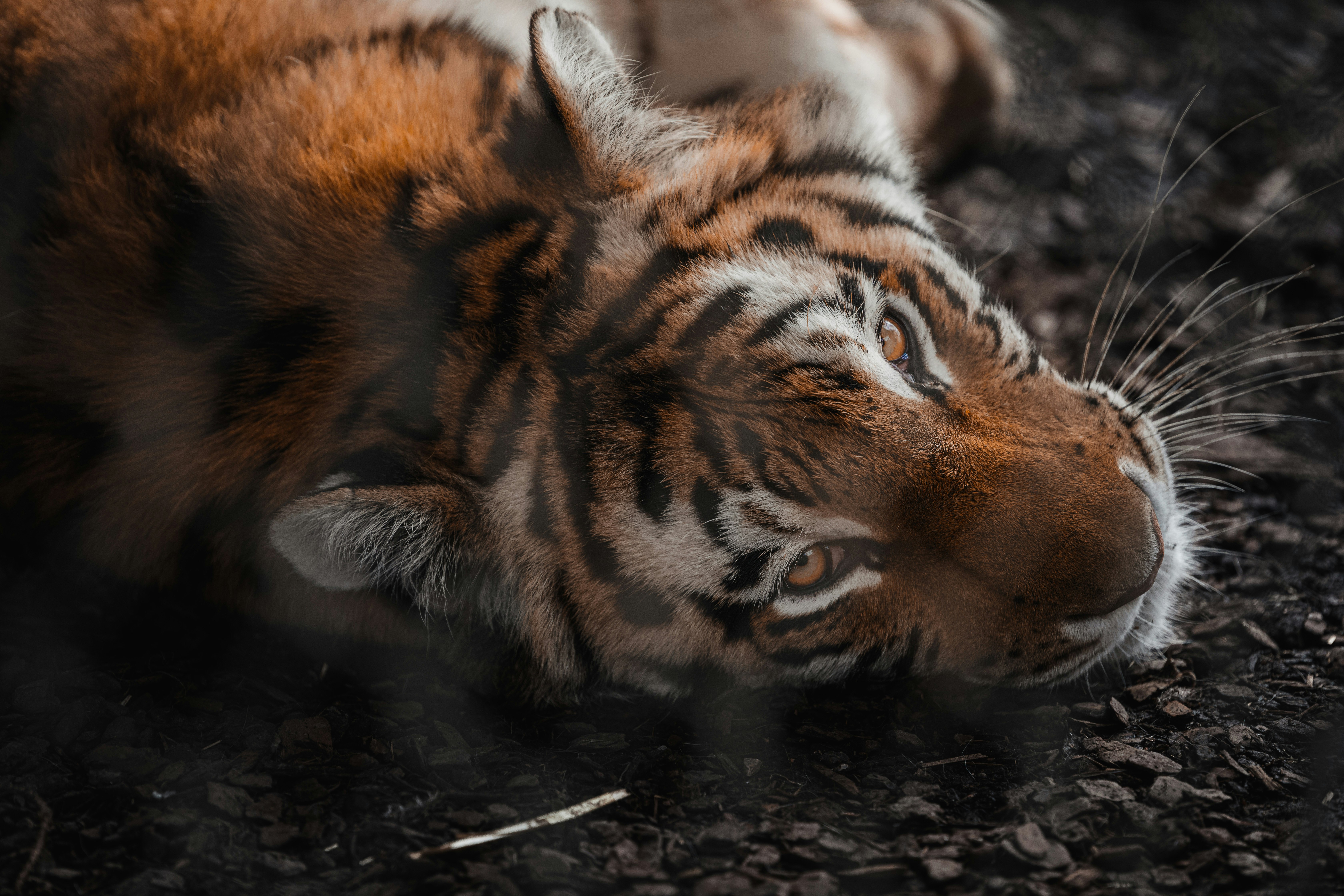 brown and black tiger lying on ground